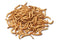 MEALWORMS LIVE FOOD