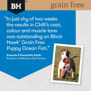 BLACK HAWK PUPPY GRAIN FREE OCEAN FISH