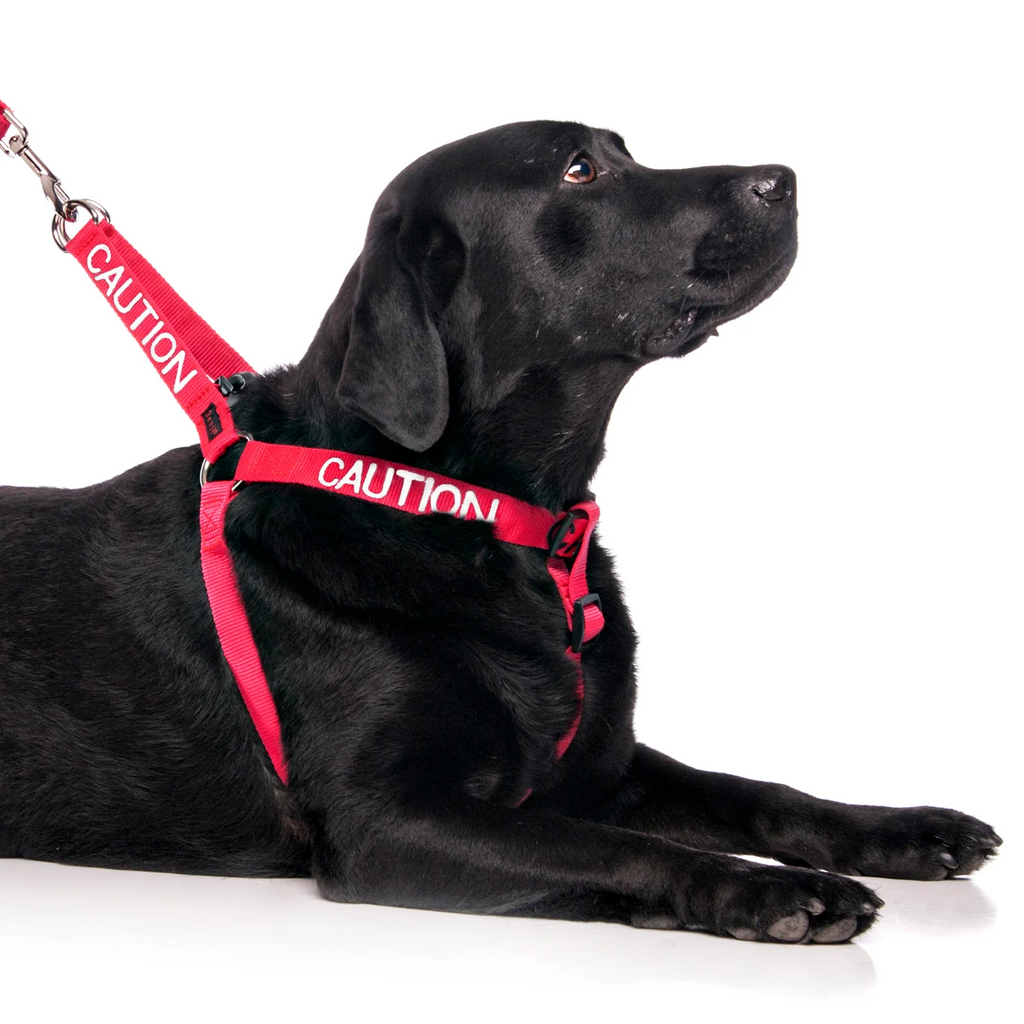Caution dog deals harness