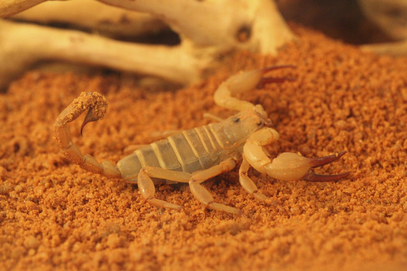 SCORPION - DESERT