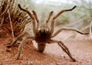 TARANTULA PHLOGIUS HIRSUTUS