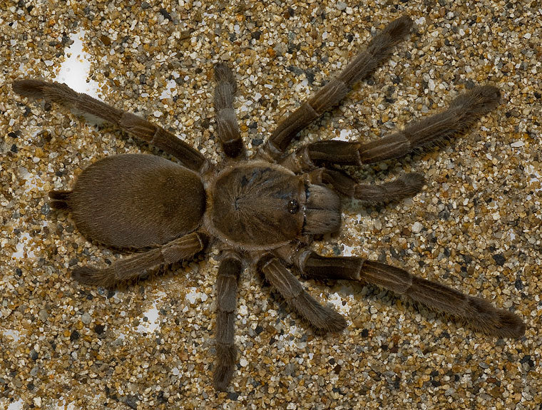 TARANTULA PHLOGIUS CRASSIPES