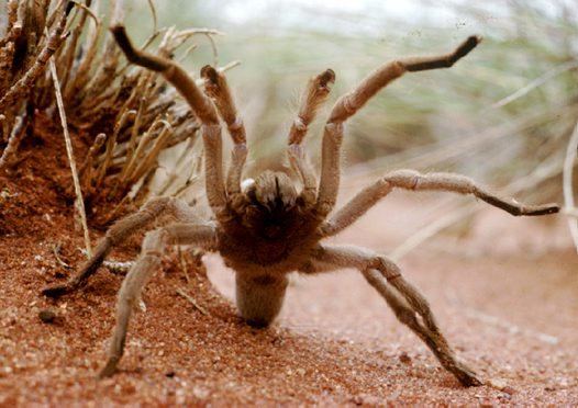 TARANTULA PHLOGIUS NUNN