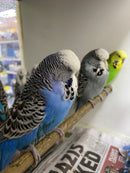 WEBSTORE ENGLISH CLUB BUDGIE