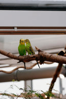 WEBSTORE BUDGIE