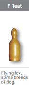 TEAT LATEX F