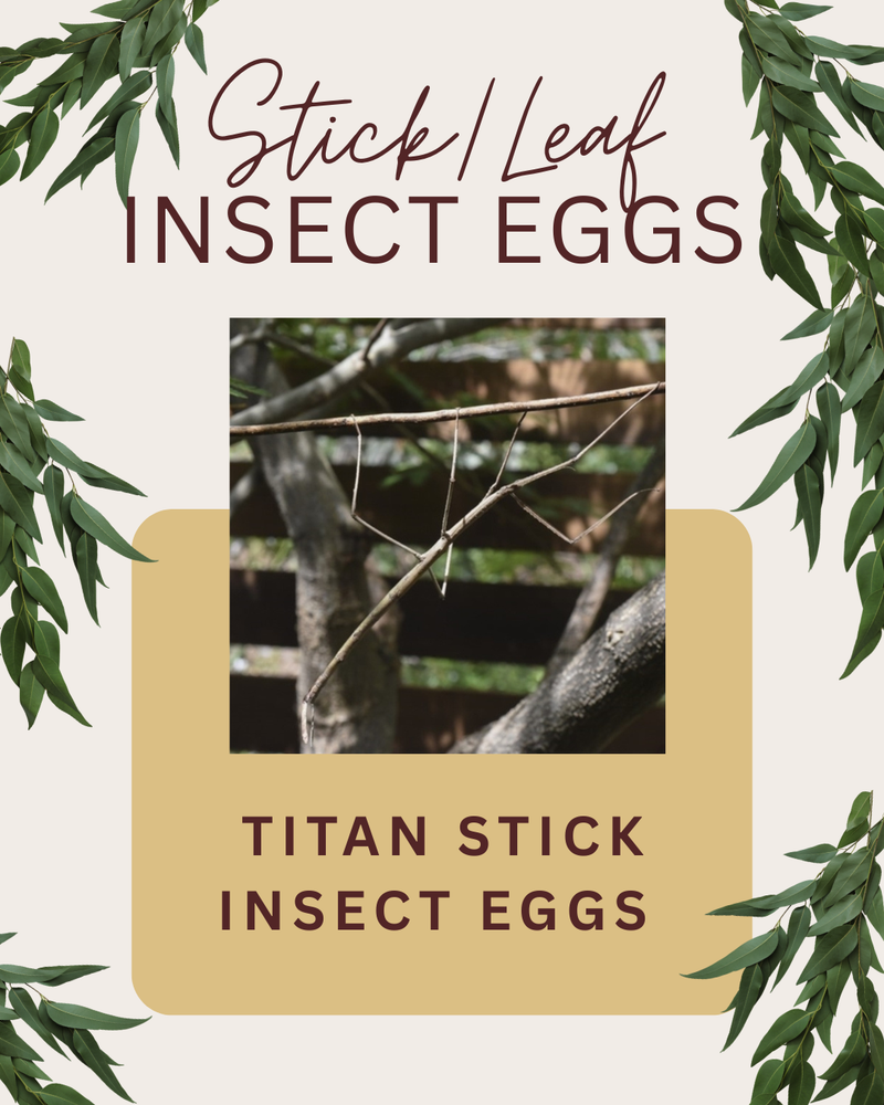 TITAN STICK INSECT EGGS 10PK – River City Pets