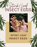 SPINY LEAF INSECT EGGS 30PK
