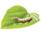 SILKWORMS 10PK - BUGS N THINGS