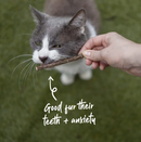KAZOO KITTY SILVERVINE DENTAL CHEWS 10PK