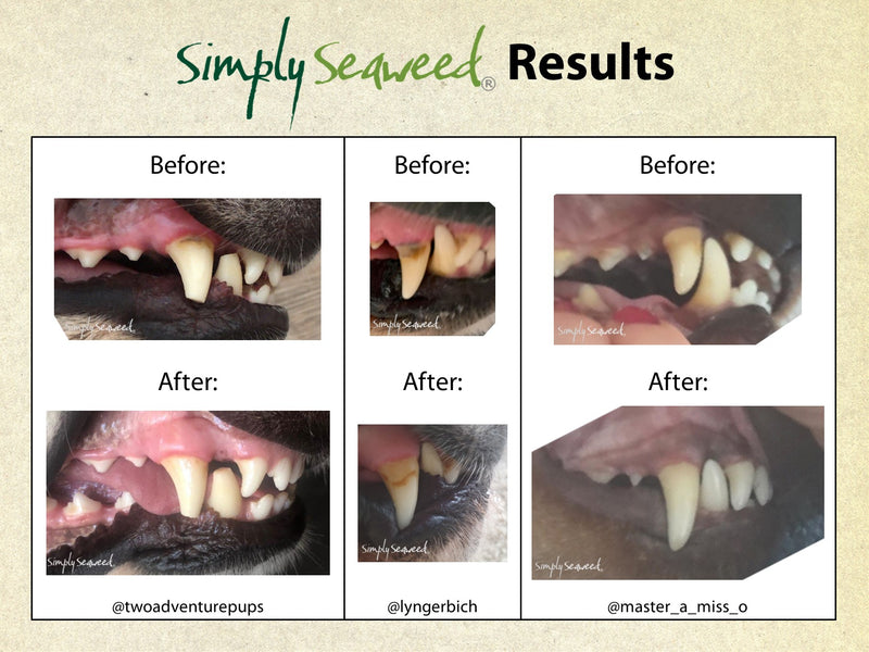 SIMPLY SEAWEED DENTAL SUPPLEMENT FOR DOGS AND CATS [Sz:40g]
