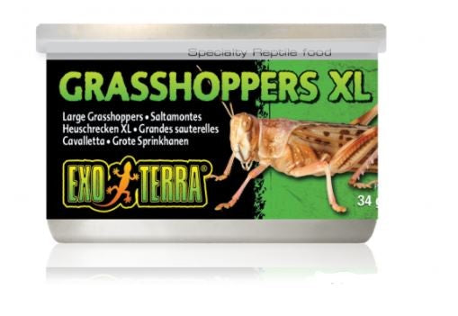 EXO TERRA GRASSHOPPERS XL 34G