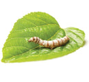 SILKWORMS - 12 WORMS