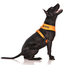 FRIENDLY DOG COLLARS NO DOGS VEST HARNESS