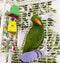 KAZOO BIRD TOY TWIN HANGING CARDBOARD FORAGING BOX