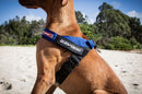 EZYDOG EXPRESS HARNESS PURPLE