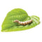 SILKWORMS - 12 WORMS X/SMALL