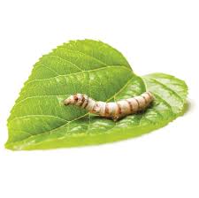 SILKWORMS - 10 WORMS X/SMALL